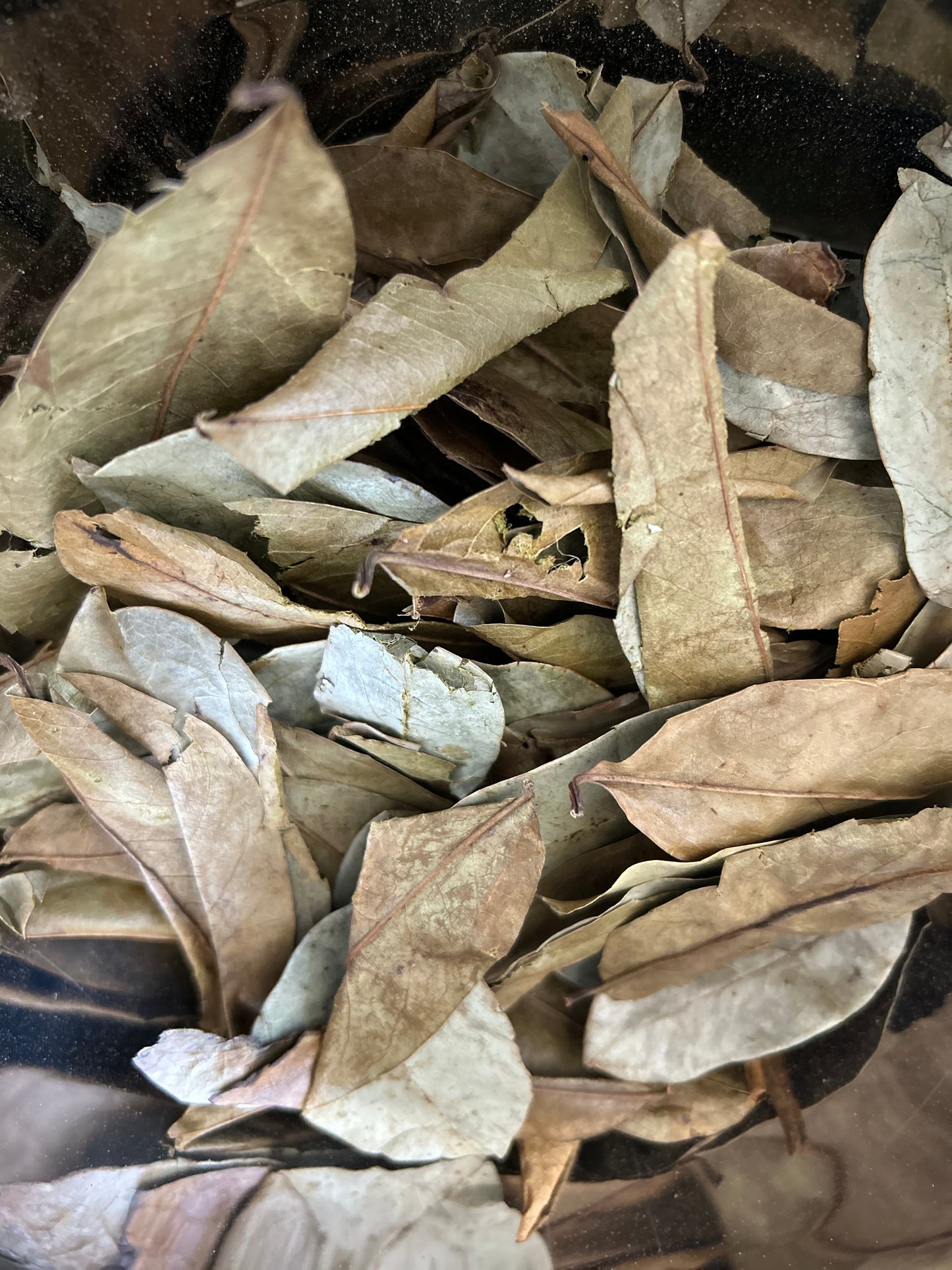 Soursop Leaves (Imported from Jamaica)