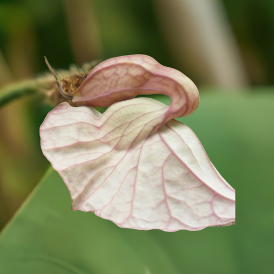 Duck Flower - Flor De Pato